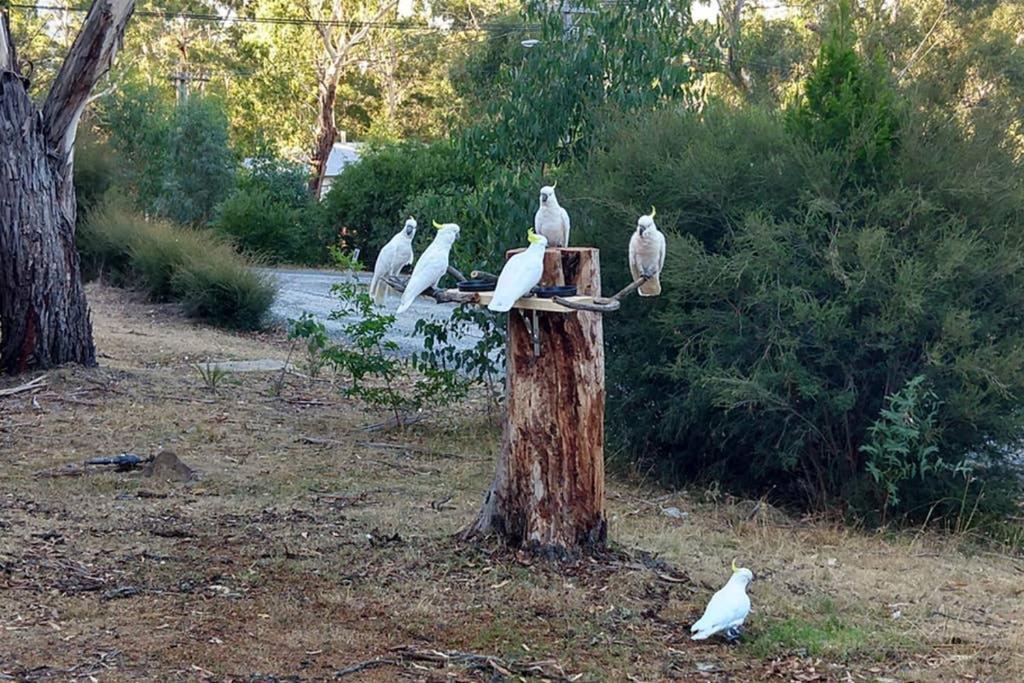 Cockatoo Cabin Halls Gap Exterior foto