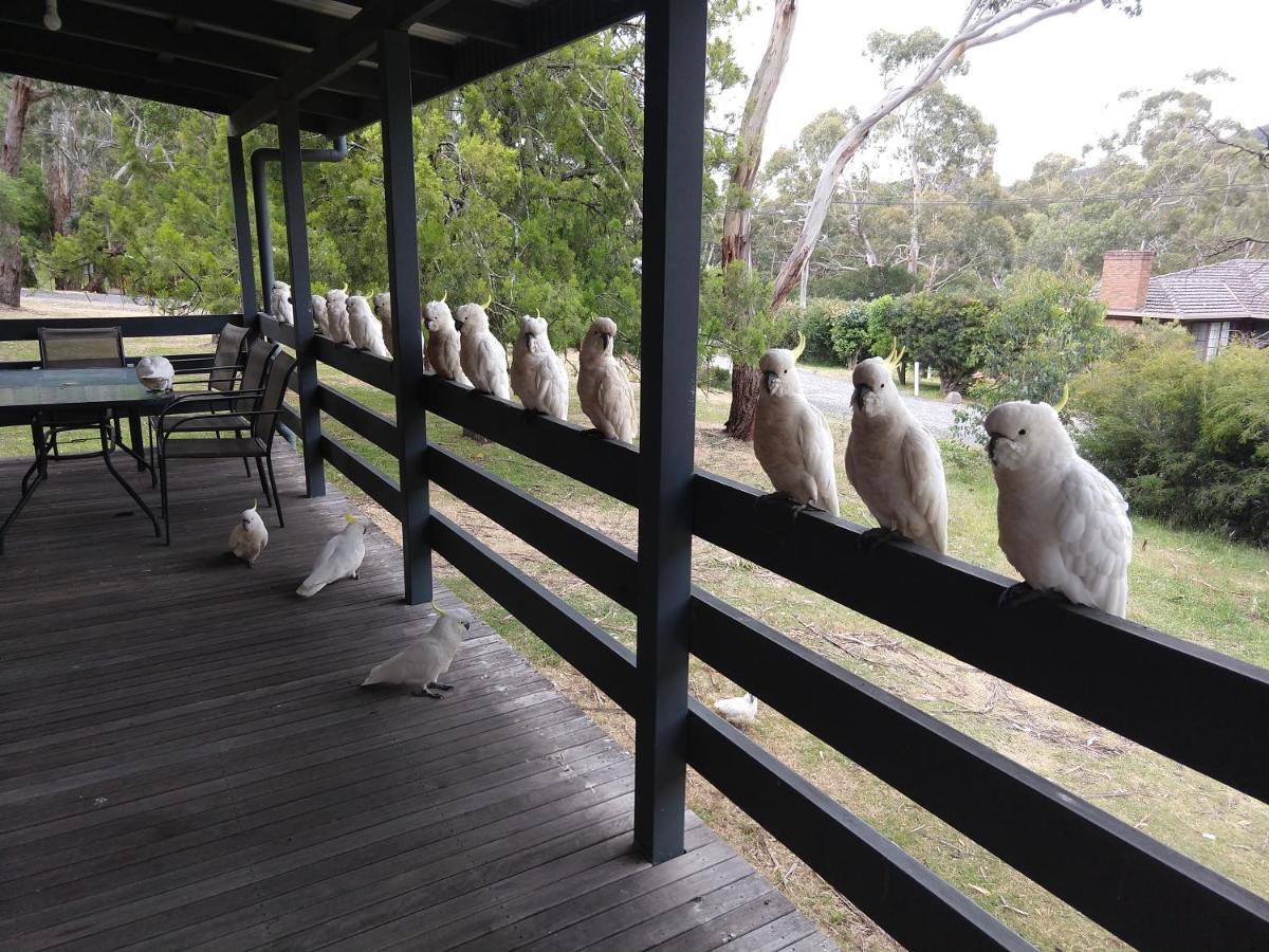 Cockatoo Cabin Halls Gap Exterior foto