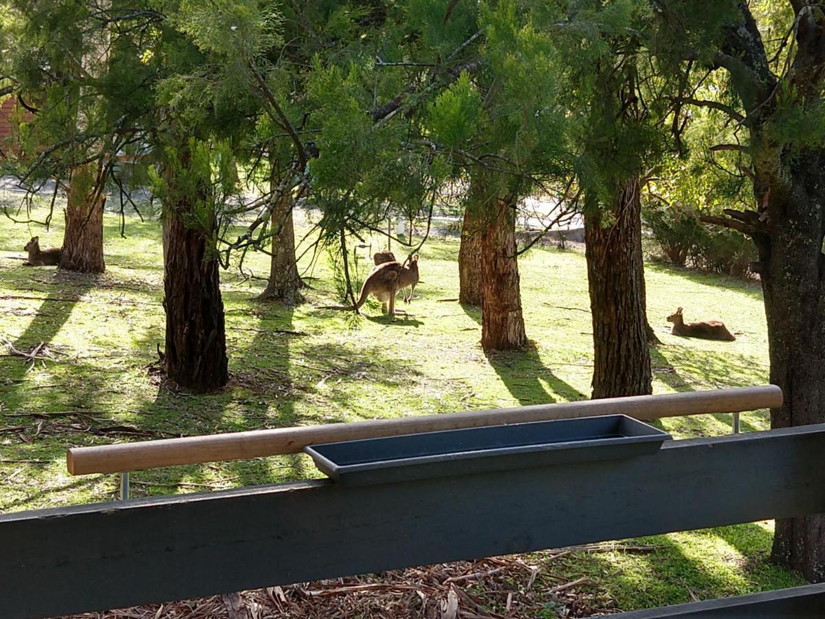 Cockatoo Cabin Halls Gap Exterior foto